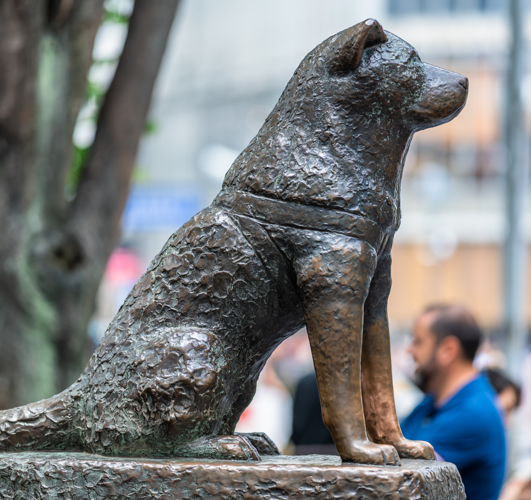 hachiko